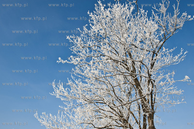 Piekna zima na zabytkowej ul. Wiezyckiej w Gdansku-Lostowicach.
16.01.2010
fot....