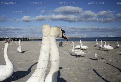 Sopot. Plaza. Labedzie.
03.03.2010
fot. Krzysztof...