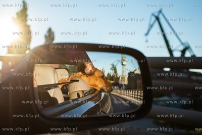 Gdańsk, Stocznia. Pies w podróży. 1.08.2020 / fot....
