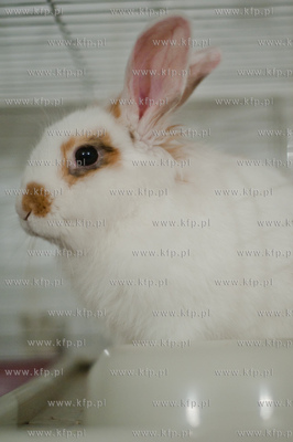 Sopockie Uszakowo - Centrum Adopcyjne Krolikow.
29.03.2013
fot....