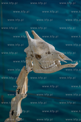 Uniwersytet Gdanski. Wydzial Biologii. Ekspozycja szkieletow...