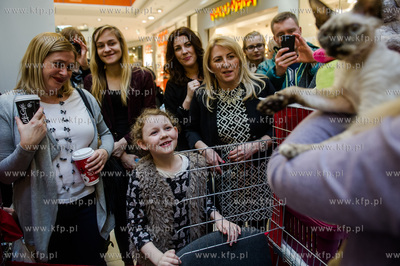 Gdansk. Wrzeszcz. Dzien Kota w CH Galeria Baltycka.
21.02.2016
fot....