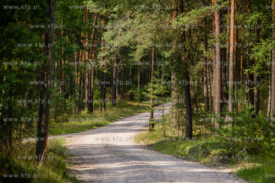 Powiat Koscierski. Sciezka lesna.
04.08.2015
fot....