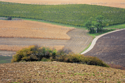 Morawy. Czechy. Okolice miejscowosci Kijev. Nz. pola...