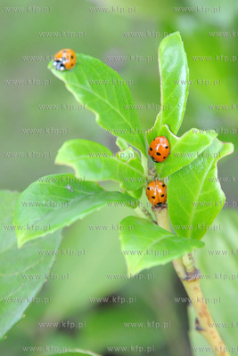 Tysiace biedronek pojawilo na plazy i okolicach Grand...