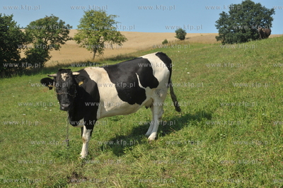 Zukowo na Kaszubach. Pola i krowa na laczcekrowa za...
