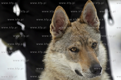 Sopot. Borodziej. Zawody dogtrekkingu - inauguracja...