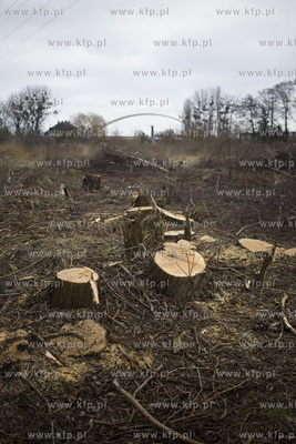 Wycinka drzew przy ul. Kochanowskiego w Gdańsku.
28.02.2017
fot....