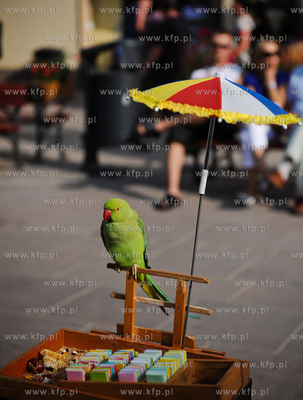 Sopot. Papuga wrozaca z kart.
13.07.2011
fot. Mateusz...