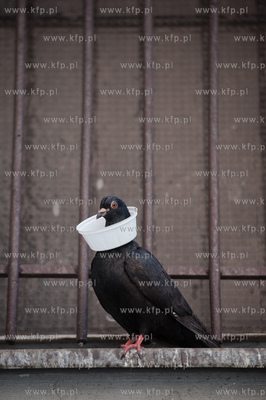 Gdansk. Stare Miasto. Golab w kolnierzu.
24.05.2012
fot....