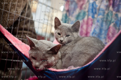 Gdansk. Galeria Baltycka. Obchody swiatowego dnia kota....