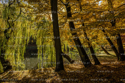 Gdansk. Jesienne, sloneczne przedpoludnie w Parku Orunskim.
27.10.2015
fot....