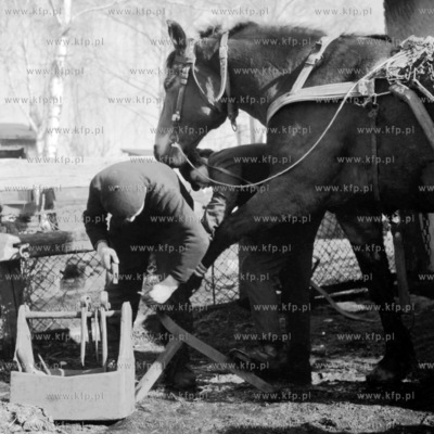 Podkuwanie koni. (lata60). 1968 0008045z Fot. Zbigniew...