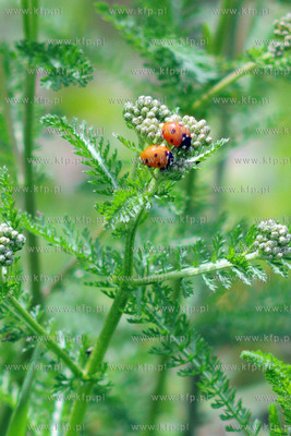 Tysiace biedronek pojawilo na plazy i okolicach Grand...