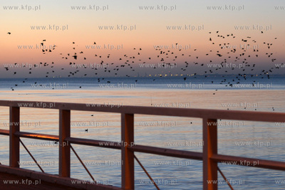 Gdynia Orlowo. Na Orlowskiej plazy o swicie. Nz. Setki...