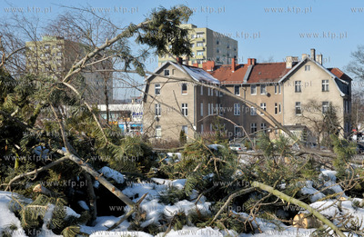 Wycinka drzew pod budowe nowej Trasy Slowackiego. Nz....