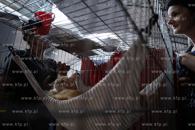 Sopot. Miedzynarodowa wystawa kotow.
07.08.2010
fot....