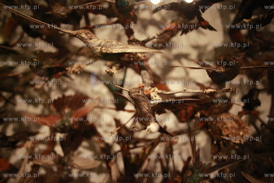 Londyn. Muzeum Historii Naturalnej.
07.10.2011
fot....