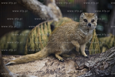 Gdańsk. Zoo. Nz. mangusta lisia.
28.07.2015
fot....