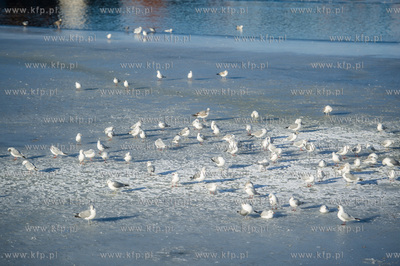 Gdańsk. Mroźny, słoneczny, zimowy dzień. Minusowe...