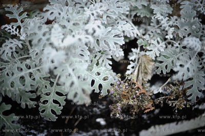 Nastroj przedswiateczny na ulicach Gdanska.
27.11.2010
Fot.Michal...