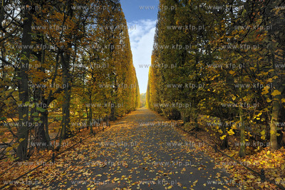 Gdansk Oliwa Park. Fragment parku z basenem parkowym.Poczatkiem...