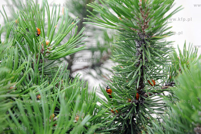 Tysiace biedronek pojawilo na plazy i okolicach Grand...