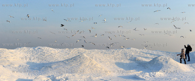 Gdynia Orlowo w zimowej szacie. Stado  mew przy orlowskim...