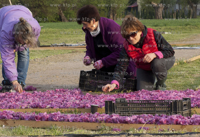 Mokry Dwor - przygotowania do Zulawskiego Tulipna....