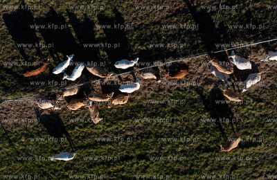 wypas krow na polskich lakach. NZ laki i stado w okolicy...