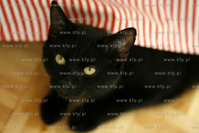 Gdansk. Czarny kot dachowiec Hauru. 21.02.2008 fot....