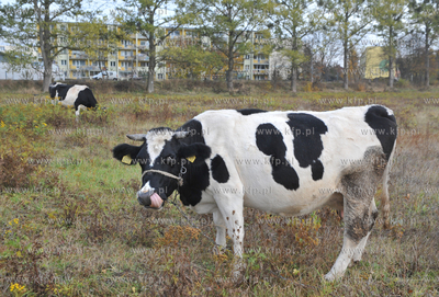 Miejskie pastwisko. Krowy pasace sie w Gdansku Kokoszkach...