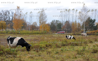 Miejskie pastwisko. Krowy pasace sie w Gdansku Kokoszkach...
