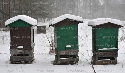 Zimowa pasieka w Sulminie na Kaszubach. 8.01.2010 Fot....