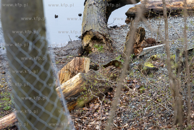 Sopot. Staw Mazowiecki. Drzewa zabiezpieczone siatką...