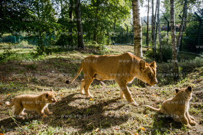 Gdansk. Zoo w Oliwie. Swiatowy dzien zwierzat. Prezentacja...