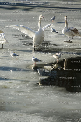 Gdańsk. Mroźny, słoneczny, zimowy dzień. Minusowe...