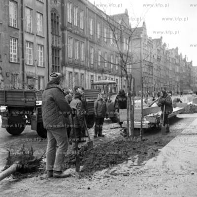 Pracownicy zieleni miejskiej sadzą drzewki ozdonych...
