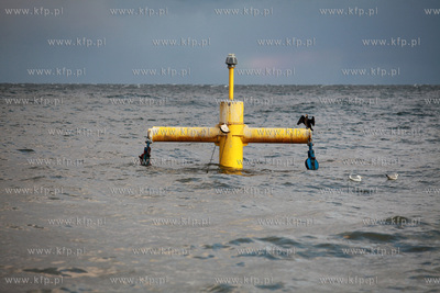 Sztorm na Baltyku. Gdynia Orlowo. Nz. Kormoran i kaczki....