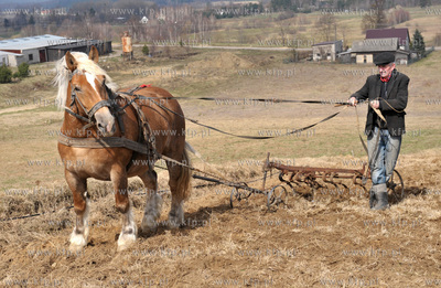 Wiosenne prace rolne przy uzyciu konia w Sulminie na...
