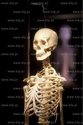 Wystawa o ciele ludzkim Human Body.
30.04.2013
fot....