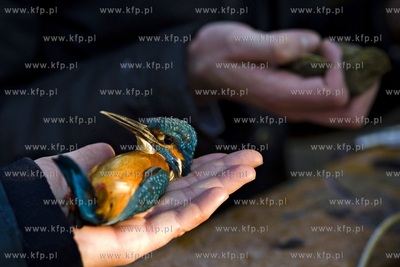 Oliwskie zoo. Obrączkowanie ptaków. Nz. zimorodek.
03.01.2016
fot....