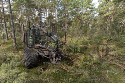 Wycinka lasu w okolicach Słajszewa w woj. pomorskim...