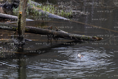 Sopot. Staw Mazowiecki. Drzewa zabiezpieczone siatką...