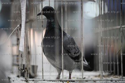 Gdansk. Miedzynarodowe Targi Gdanskie SA. 
6. Miedzynarodowe...