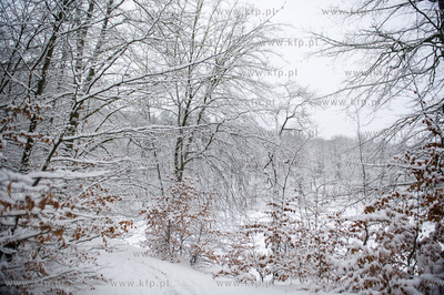 Sniezny zimowy dzien nad jeziorem Otominskim.
21.01.2016
fot....