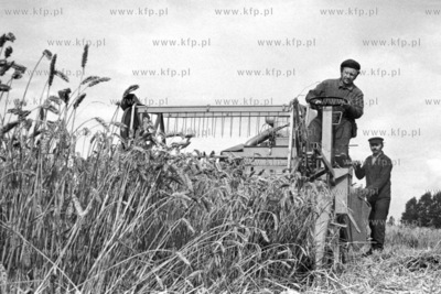 Żniwa na polach w Lisewie na Żuławach. 
31.08.1978
9sierpien78_z.kosycarz_p84
Fot....