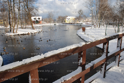 Zima w Rumi. Nz. Dzikie kaczki i mewy na stawie w Parku...