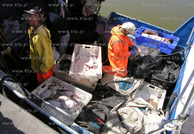 Port w Rowach. Nz rybacy sprzedaja ryby wprost z kutra.
02.05.2009
Fot....