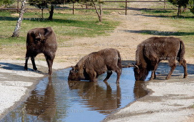 Slupsk  W Dolinie Charlotty pod Slupskiem powstaje...